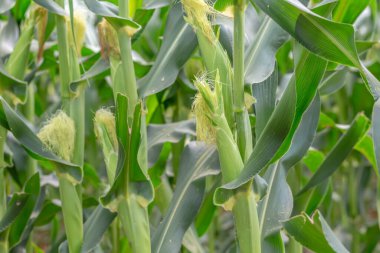 young green cornfield, close up shot
