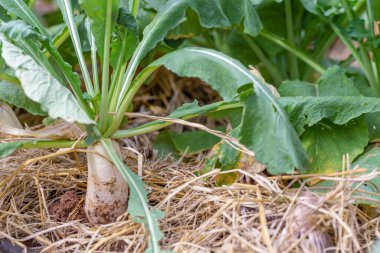 Bahçede yetişen yeşil soğan.