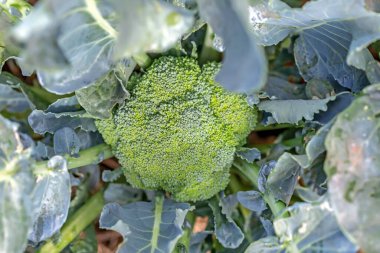 green cabbage on the ground, close - up view, fresh vegetables, healthy eating