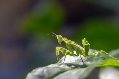 Yaprağın üzerinde bir çekirgenin yakın plan çekimi.
