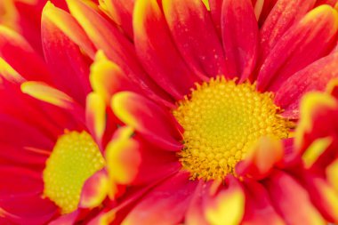 Güzel turuncu çiçek arkaplanını kapat