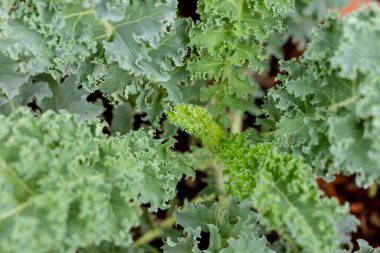 Bahçedeki bir bitkinin yeşil yaprakları