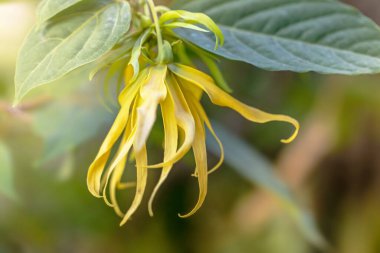 Bahçedeki güzel sarı çiçekler