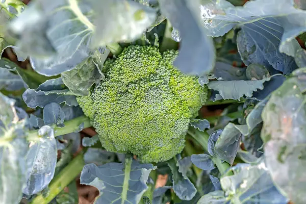 green cabbage on the ground, close - up view, fresh vegetables, healthy eating