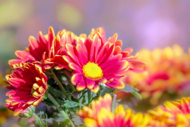 Bahçedeki güzel çiçekler