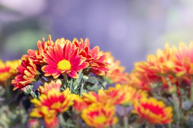 bahçede çiçek açan güzel Kasımpatı çiçeği