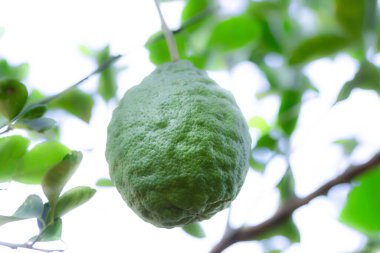 Bahçede yeşil kireç