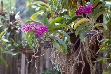 Bahçedeki güzel çiçek