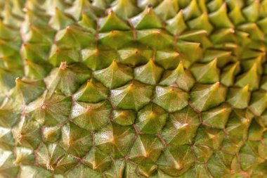 Bir kaktüse yakın.