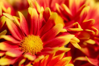 güzel sarı çiçek arkaplanı