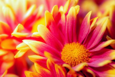 Kırmızı kasımpatı çiçeğine yaklaş..