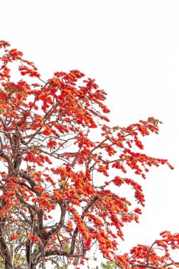 Sonbaharda ağaç, beyazda izole..