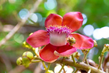 Doğa bahçesinde kırmızı çiçek