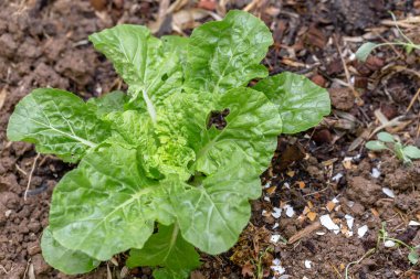 Bahçede büyüyen yeşil yapraklar
