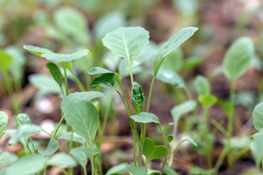 Bahçede taze yeşil bezelye filizleri