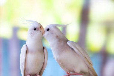 Çitin üzerinde iki kuş oturuyor..