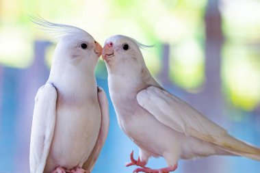 Ağaçtaki beyaz güvercin