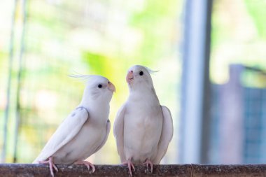Ağaçta iki beyaz güvercin.