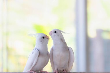 Yuvadaki beyaz güvercin