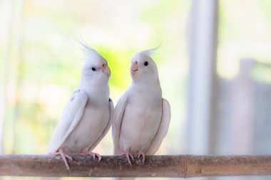 Tahta bir çitte oturan iki beyaz güvercin.