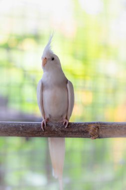 kararsız beyaz güvercin