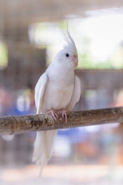 Beyaz papağan Hayvanat Bahçesi