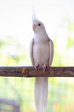 Çatıdaki güzel beyaz papağana yaklaş.