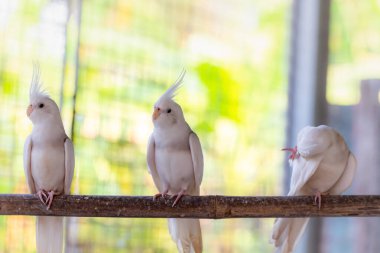 Beyaz papağan bir dalda oturuyor.