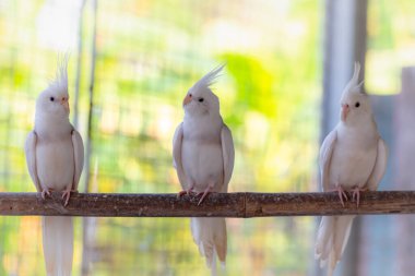 beyaz güvercin grubu