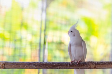 Ahşap zeminde beyaz güvercin kuşu