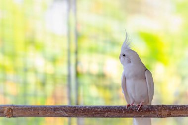 beautiful bird with white plumeria