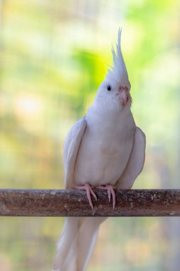 Bahçedeki bir dalda beyaz güvercin