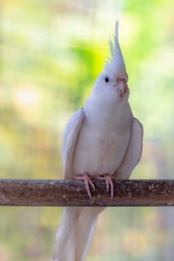 Beyaz beyaz bir güvercine yaklaş.
