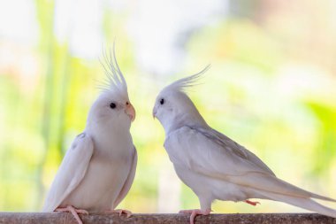 İki beyaz güvercin bir ağaçta.