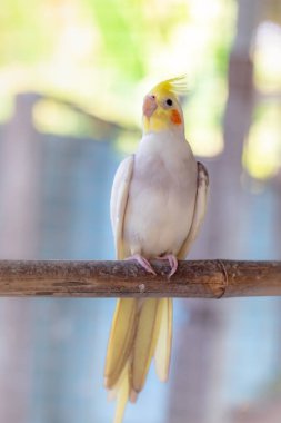 Hayvanat bahçesindeki beyaz kuş