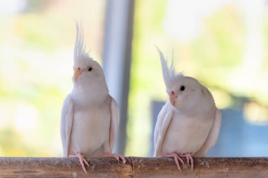 Hayvanat bahçesindeki beyaz kuş. görünümü kapat