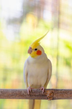 Kafesteki beyaz papağana yaklaş..