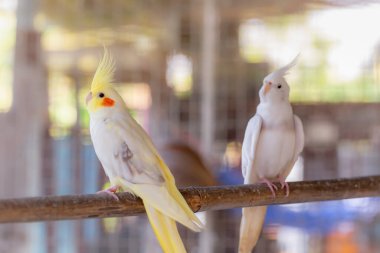 Kafesteki sarı ve beyaz papağan