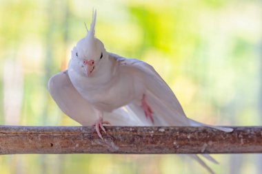 Beyaz bir güvercin ağaç dalında oturuyor. Parktaki güvercinin arka planında güvercin vardı..