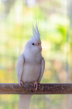 Beyaz bir papağan kuşu portresi