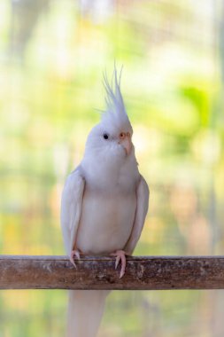 Kafesteki beyaz papağan.