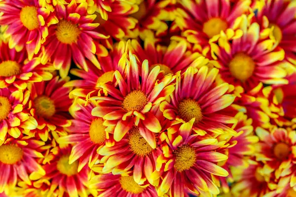 Parlak kasımpatı çiçek açtığında