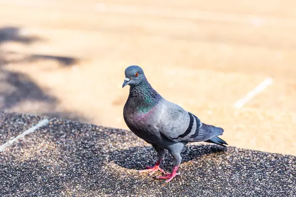 Parktaki yerde siyah güvercin