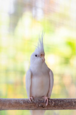 Kafesteki beyaz kuş