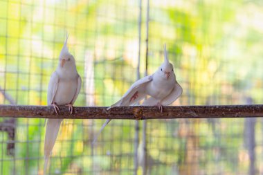 Bahçedeki beyaz güvercin