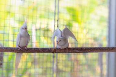 Hayvanat bahçesindeki ağaçta oturan sevimli beyaz papağanlar..