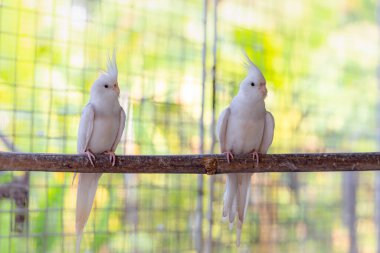 white birds in cage
