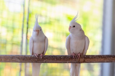 Bir çift papağanı bir dala yakın tut..