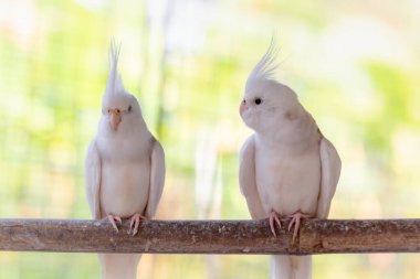 Bir çift beyaz-kahverengi papağan dalın üzerine tünemiş..