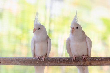 Kafesteki beyaz kuşlar